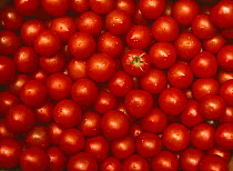 Tomatoes {Lycopersicon esculentum} UK