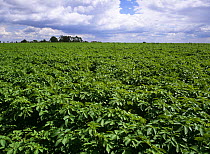 Field of Potato plants {Solanum tuberosum} UK