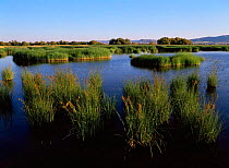 Summer wetland landscape of Talbas de Daimiel NP, Cuidad Real, Spain
