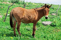 Mule - offspring of male donkey and female horse -  Spain