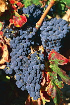 Bunch of grapes growing on vine - gamaxa variety {Vitis vinifera} Catalonia, Spain