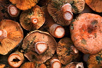 Edible milkcap fungi for sale {Lactarius deliciousus} in market, Catalonia, Spain