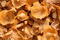 Edible Chanterelle mushrooms for sale {Chantharellus cibarius} in market, Catalonia, Spain