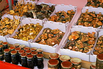 Mushrooms for sale in market, Catalonia, Spain. Lactarius deliciosus and other species