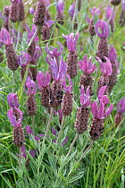 French lavender {Lavandula stoechas} Monfrague NP, Spain