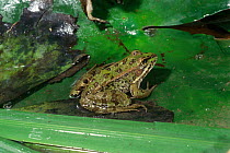 Marsh frog {Rana ridibunda} Delta del Ebro NP. Spain.
