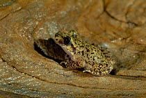 Majorcan midwife toad {Alytes muletensis} Majorca, Balearics, Spain