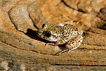 Majorcan midwife toad {Alytes muletensis} Majorca,  Spain
