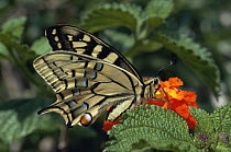 Swallowtail butterfly {Papilio machaon} on flower. Catalonia, Spain