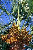 Dwarf fan palm fruit {Chamaerops humilis}  Spain