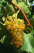 Grapes {Vitis vinifera} Macabeo variety, Catalonia, Spain