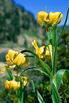 Yellow turk's-cap lily {Lilium pyrenaicum} in flower Pyrenees, Catalonia, Spain