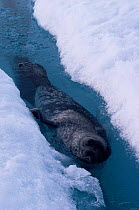 Ringed seal at surface hole in ice {Phoca hispida} Lancaster Sound, Canadian Arctic