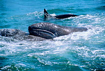 Grey whale mother tries to lift her calf as Killer whales (Orcinus orca) attack, Monterey, Pacific, California USA