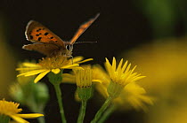 Small copper butterfly {Lycaena phlaeas} on flower. Kalmthoutse Heide, Belgium