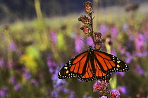 Monarch butterfly {Dadaus plexippus} in early dew in a field of purple flowers on the Prairies, USA