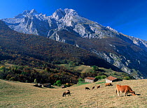 Cattle grazing, Picos de Europa national park, Cantabrian mountains, Asturias, Spain