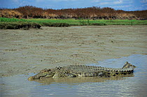 Saltwater (Estuarine) crocodile {Crocodylus porosus} Northern Territory, Australia