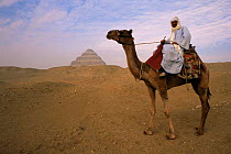 Bedouin camel rider in front of Pyramid of Djoser, Egypt, North Africa