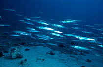 Great barracuda schooling {Sphyraena barracuda} Indo Pacific