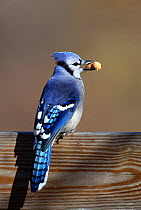 Blue jay feeds on peanut {Cyanocitta cristata} Long Is, USA