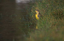 Western meadowlark bathing {Sturnella neglecta} Texas, USA
