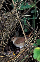 Nightingale with chicks at nest {Luscinia megarhynchos} UK
