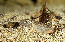 Spined loach {Cobitis paludica} captive, from Delta del Ebro NP, Catalonia, Spain