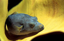 Immaculate pufferfish {Arothron immaculatus} Truk Lagoon, Micronesia