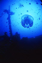 Jellyfish {Crambione mastigophora} with shipwreck, Truk Lagoon, Micronesia