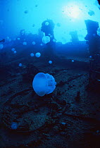 Jellyfish {Crambione mastigophora} on shipwreck, Truk Lagoon, Micronesia