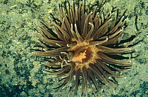 Sea anemone hybrid (Bolocera) x (Aiptasia) Josenfjord, Norway