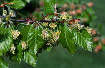 European / Comon beech new leaf & flower {Fagus sylvatica} Wiltshire, England