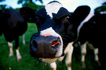 Domestic Friesian cow very close to nose {Bos taurus} Anglezarke Lancashire, England UK