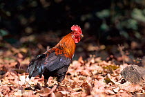Red junglefowl {Gallus gallus} Bandhavgarh NP, India. Ancestor of domestic chicken