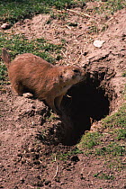 Black tailed prairie dog at burrow entrance, USA {Cynomys ludovicianus}