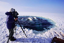 Cameraman Doug Allan films Beluga whales surfacing to breathe at ice hole {Delphinapterus leucas} Canadian arctic. On location for Blue Planet, 1999