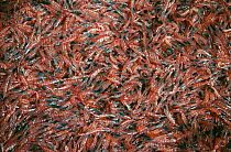 Krill {Euphausiacea} from a catch off South Georgia