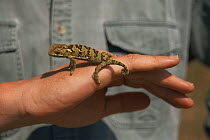 Chameleon (Chamaeleonidae family) on hand, Zambia