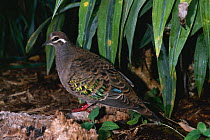 Bronzed winged pigeon {Phaps chalcoptera} native to Australia