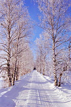 Avenue of Birch trees beside road in snow. Liminka, Finland