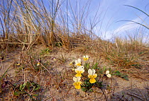 Wild pansy growing on sand dunes {Viola tricolor} Newborough Warren NNR, Anglesey, Wales, UK