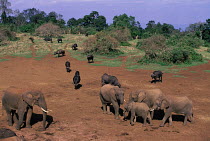 African elephants and Buffalo at forest salt lick, Aberdares, Kenya