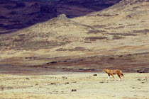 Simien jackal / Ethiopian wolf {Canis simensis} Bale Mountains, Ethiopia