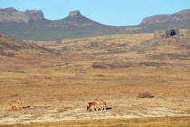 Simien jackals / Ethiopian wolf {Canis simensis} Bale Mountains, Ethiopia