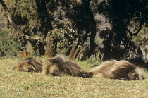Gelada baboon {Theropithecus gelada} batchelor males sleeping, Ethiopia