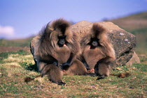 Gelada baboons males grooming and inspecting each other's genitals {Theropithecus gelada} Ethiopia