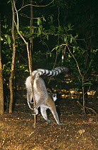 Ring-tailed lemur scent marking against tree (Lemur catta) Madagascar
