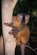 Brown lemur {Lemur fulvus fulvus} Madagascar