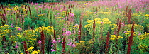 Set aside farmland with Rosebay willowherb, Ragwort and Docks flowering, Angus, Scotland, UK